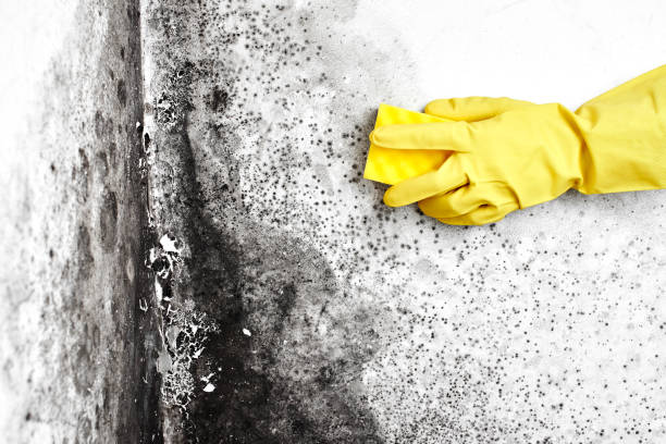 Best Residential Mold Inspection & Testing  in Tok, AK