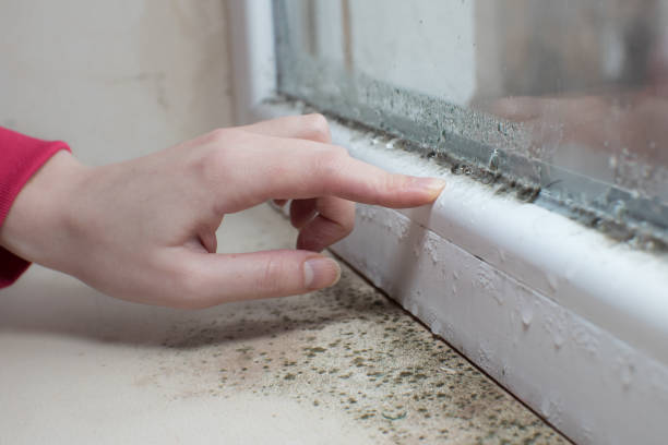 Best Asbestos and Lead Testing During Mold Inspection  in Tok, AK